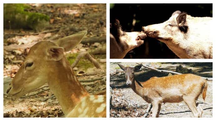Rehe und Schweine in der Fasanerie Wiesbaden